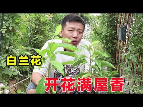 白玉蘭花種植禁忌